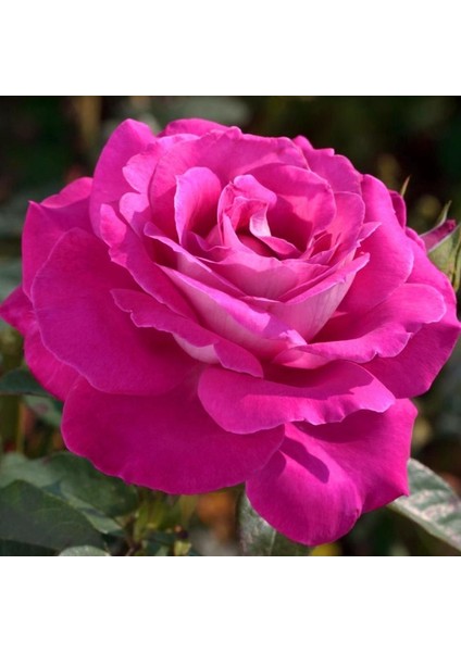 3 Adet Tüplü Gül Fidanı (Pembe Renk) 1 Yaşında Yediveren Sarmaşık Kokulu 20-25 cm