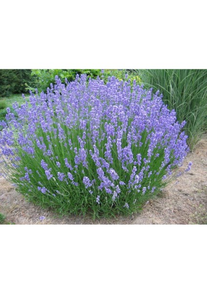 30 Adet Lavanta Angustifolia Fidanı Fidesi