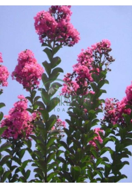 Pembe Oya Çalısı 30-60Cm 1 ADET Saksılı Bahçe Bitkisi