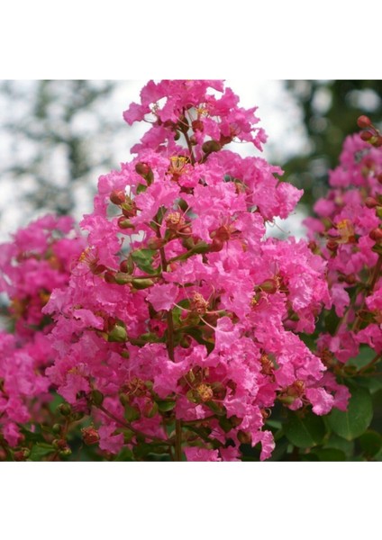 Pembe Oya Çalısı 30-60Cm 1 ADET Saksılı Bahçe Bitkisi