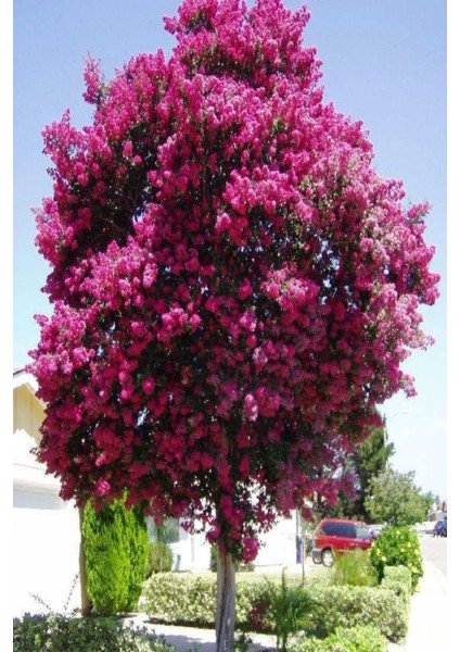 Pembe Oya Ağacı Fidanı 1 ADET Saksılı 30-60Cm