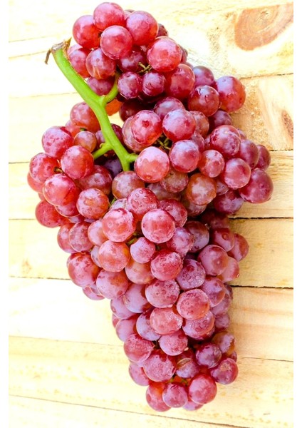 Dış Mekan Tatlı Pembe Red Grapes Üzüm 35-40 cm