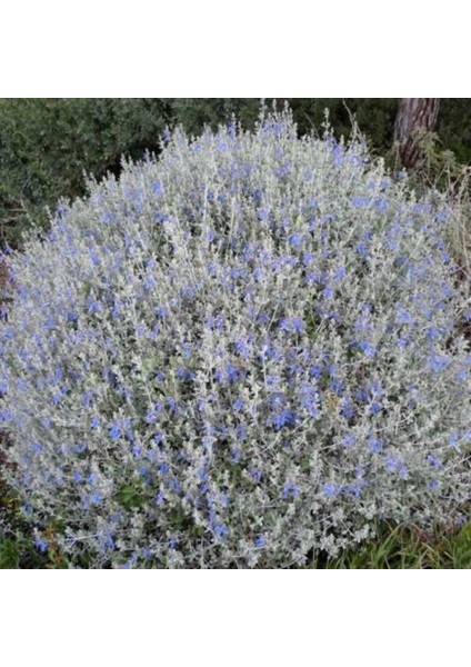 Zeytin Çalısı - Teucrium Fruticans 5'li Set- Dekoratif Peyzaj Bitkisi