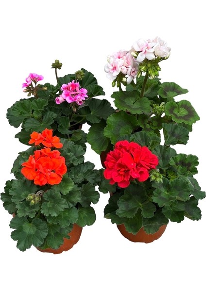 Sardunya Çiçeği Saksıda 4'lü Set Mix 20-30 cm