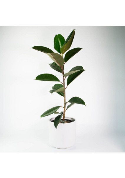 Kauçuk Ağacı Ficus Elastica Seramik Saksıda