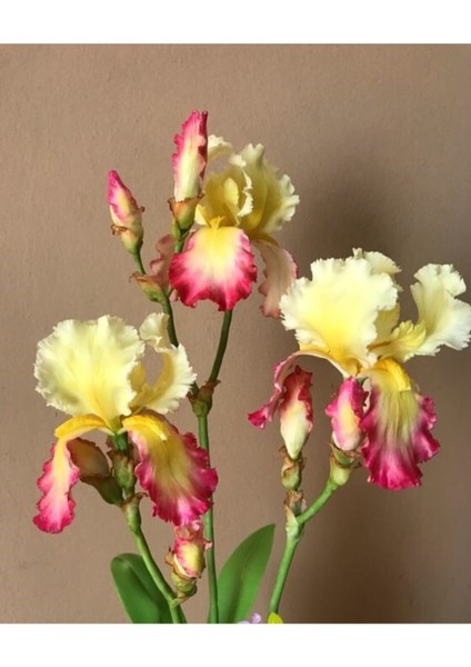 1 Adet Iris Süsen Çiçek Soğanı . Sarı Pembe