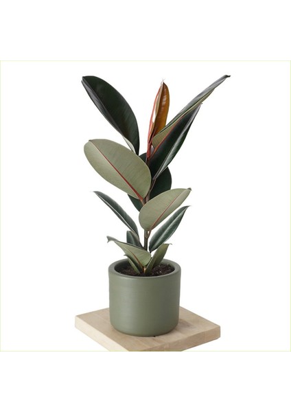 Ficus Elastica Kauçuk Ağacı Dekoratif Saksıda