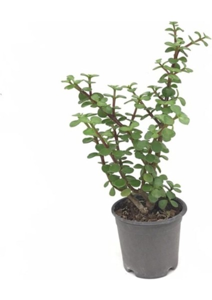 Saksıda Afra Yeşim Ağacı (Bonsai Uygun)
