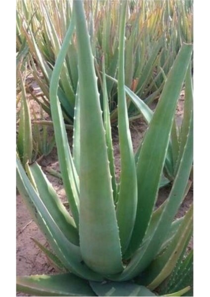 Aloevera Fidanı (Boy 25-30 Cm)