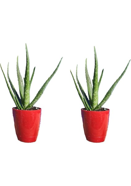 Torubahce 2 Li Paket Aloevera Bitkisi-Jel Için 15-25 cm Doğal Krem Şifalı