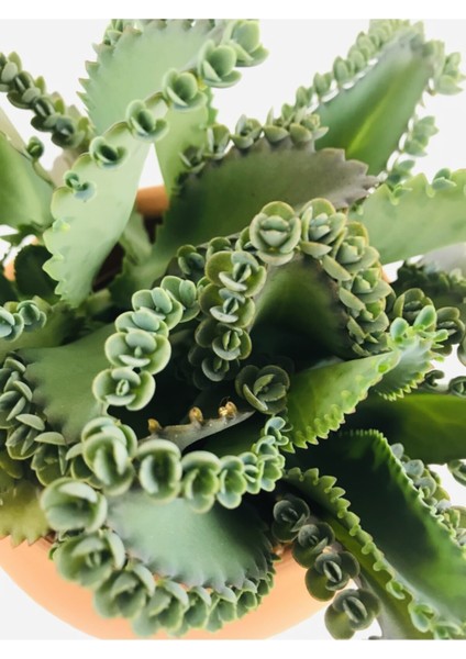 Aşkın Göz Yaşları / Kalanchoe Daigremontiana