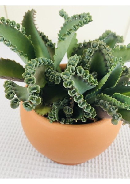 Aşkın Göz Yaşları / Kalanchoe Daigremontiana fiyatları