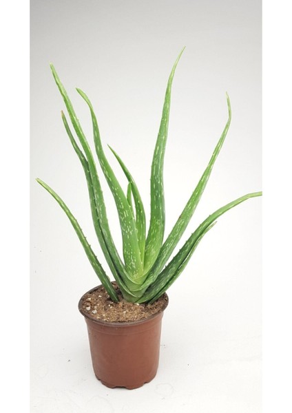 Aloe Vera Bitkisi Fidanı