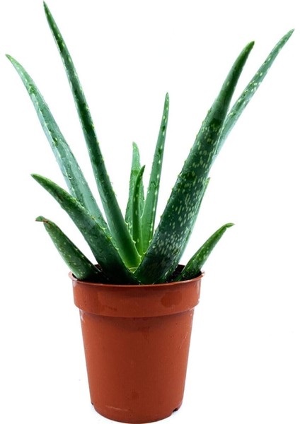 Aloe Vera Çiçeği