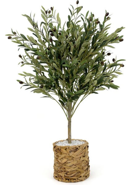 Zeytin Ağacı 100 cm Hasır Bohem1 Saksıda