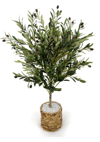 Zeytin Ağacı 100 cm Hasır Bohem1 Saksıda