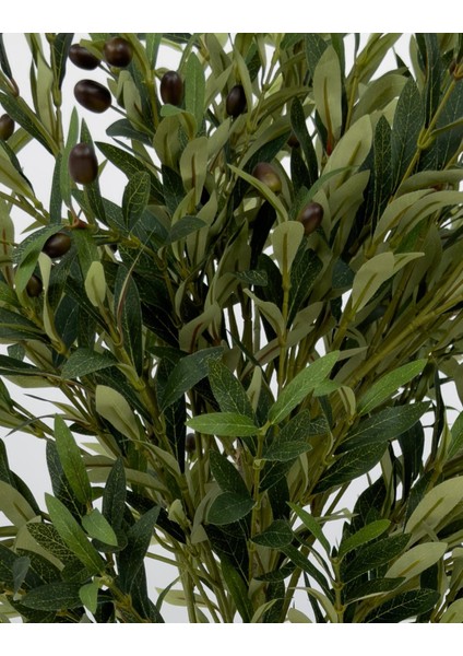 Zeytin Ağacı 100 cm Hasır Bohem1 Saksıda