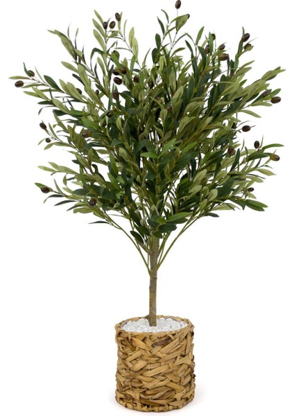 Zeytin Ağacı 100 cm Hasır Bohem1 Saksıda