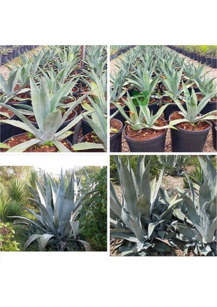 Agave Salmiana Saksılı Doğa Flora