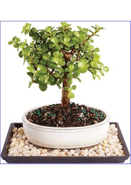 Dekoratif Taş Saksıda Para Ağacı Crassula Ovata