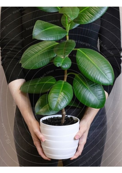 Kauçuk Ağacı Ficus Elastica Seramik Saksıda
