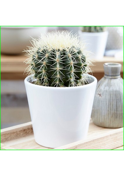 Altın Fıçı Kaktüs Echinocactus Grusonii