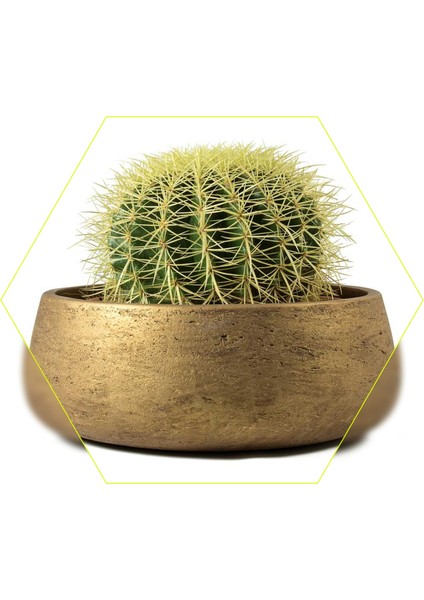 Dekoratif Saksıda Altın Fıçı Kaktüs