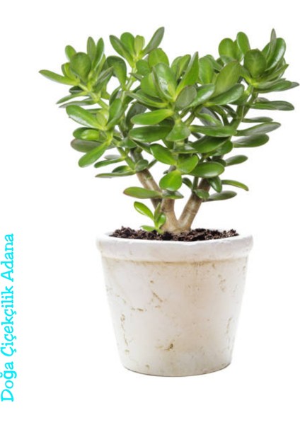Para Çiçeği Bereket Ağacı Crassula Ovata