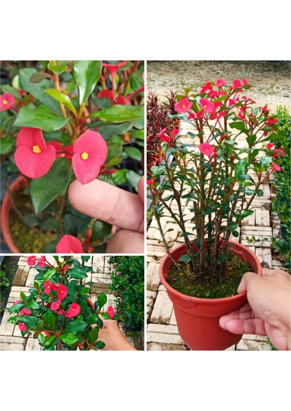 Dikensiz Milli Dikenler Tacı Özel Tür Büyük Boy 883838