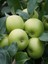Aşılı Yeşil Elma ( Granny Smith ) Fidanı 3 Yaş 1
