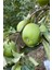 ( 5 Adet ) Aşılı Yeşil Elma ( Granny Smith ) Fidanı 3 Yaş 2