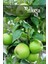 ( 6 Adet ) Aşılı Yeşil Elma ( Granny Smith ) Fidanı 3 Yaş 1