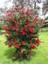 Fırça Çalısı Fidanı [ Callistemon Speciosus ]40 60 cm Boylarında 1
