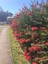 Fırça Çalısı Fidanı [ Callistemon Speciosus ]40 60 cm Boylarında 2