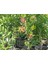 Fırça Çalısı Fidanı [ Callistemon Speciosus ]40 60 cm Boylarında 3