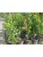 Fırça Çalısı Fidanı [ Callistemon Speciosus ]40 60 cm Boylarında 4
