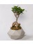 Bonsai Geometrik Beton Saksıda 1