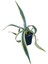 Kaktüs Agave 1