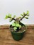 Portulacaria Afra Sukulent 1