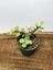 Portulacaria Afra Sukulent 3