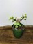 Portulacaria Afra Sukulent 4