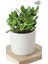 2 Adet Crassula Ovata Şans Para Çiçeği Şık Dekoratif Saksıda 1