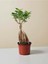Bonsai Ficus Ginseng 1