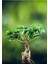 Bonsai Ficus Ginseng 2