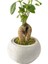 Beton Uranüs Saksıda Mini Ficus Ginseng Bonsai 2