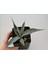 Agave Americana Bitkisi Küçük Boy 1