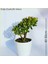 Para Ağacı Bereket, İyi Şans ve Para Çiçeği Crassula Ovata 0102 1