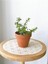 Portulacaria Afra Para Bitkisi 1