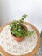 Portulacaria Afra Para Bitkisi 2