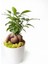 Ficus Bonsai Seramik Saksıda 1